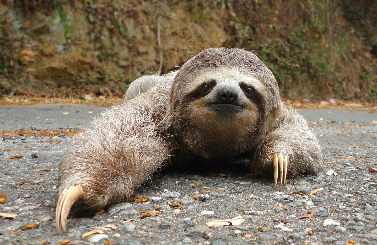 The sloth on the ground