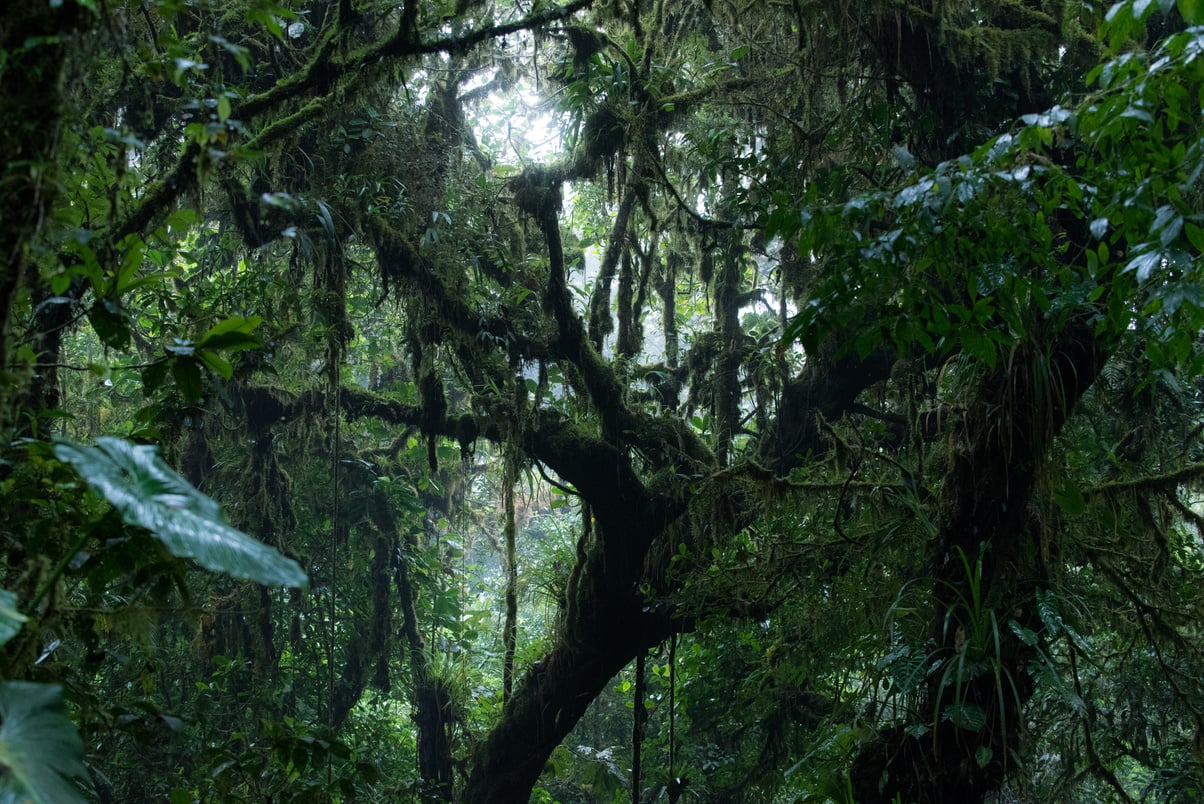 Misty cloud forest of Monteverde